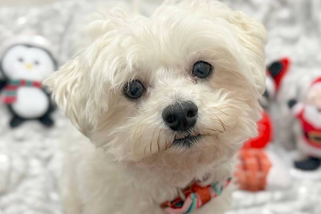 On Giving Tuesday, Langley Animal Protection Society (LAPS) was raising funds for Charlie, a seven-year-old Maltese/Bichon cross who needs surgery. (LAPS)